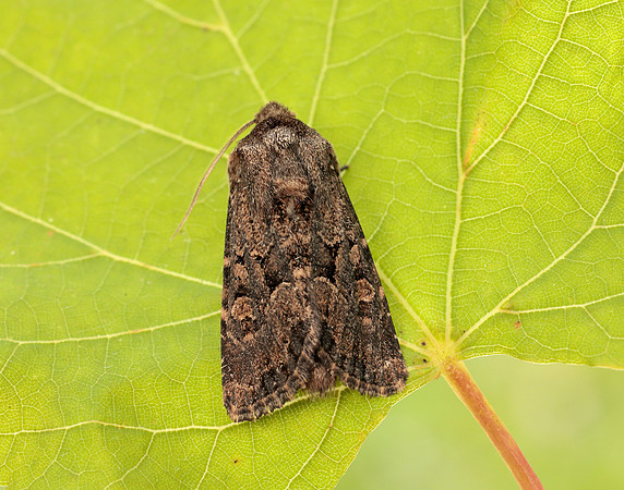 73.131 BF2353 Flounced Rustic Luperina testacea