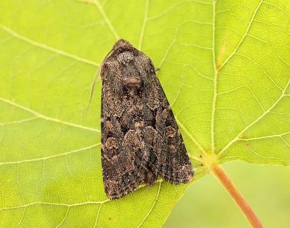 73.131 BF2353 Flounced Rustic Luperina testacea