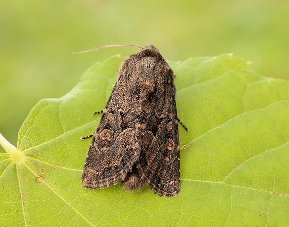 73.131 BF2353 Flounced Rustic Luperina testacea