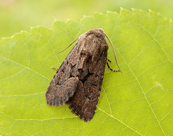 73.131 BF2353 Flounced Rustic Luperina testacea