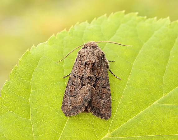 73.131 BF2353 Flounced Rustic Luperina testacea