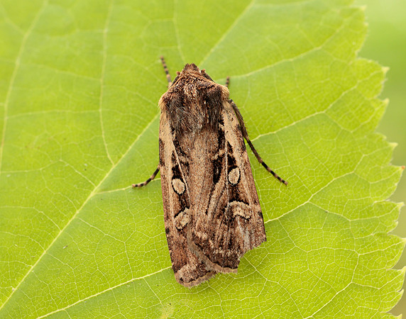 73.313 BF2081 White-line Dart Euxoa tritici