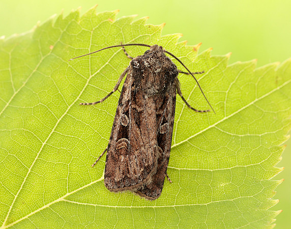 73.313 BF2081 White-line Dart Euxoa tritici
