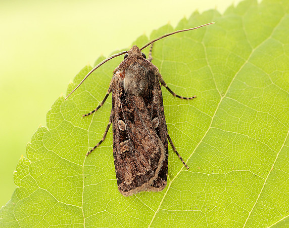 73.313 BF2081 White-line Dart Euxoa tritici