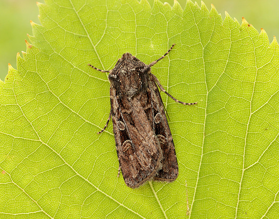 73.313 BF2081 White-line Dart Euxoa tritici