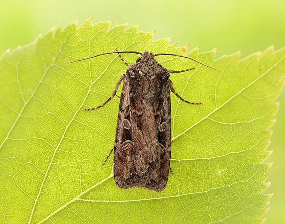 73.313 BF2081 White-line Dart Euxoa tritici