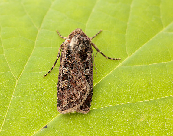 73.313 BF2081 White-line Dart Euxoa tritici