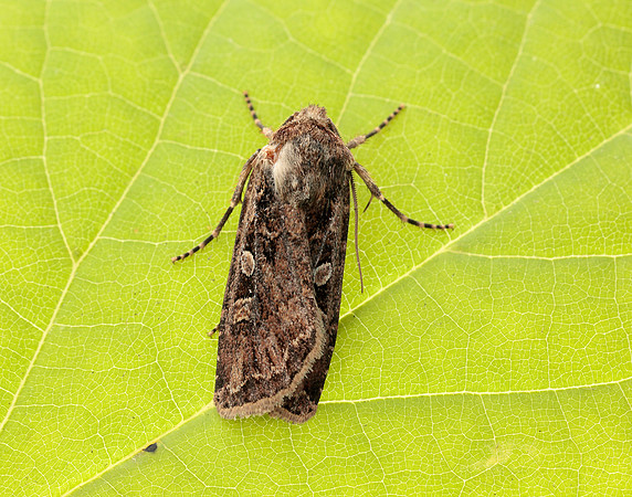 73.313 BF2081 White-line Dart Euxoa tritici