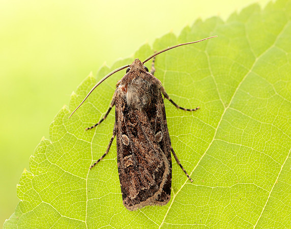73.313 BF2081 White-line Dart Euxoa tritici