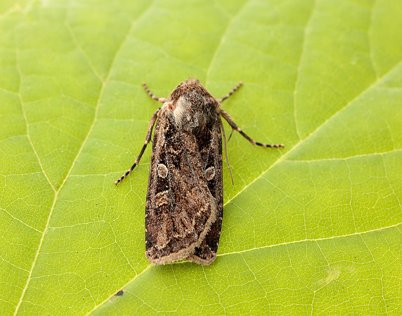 73.313 BF2081 White-line Dart Euxoa tritici