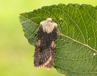 73.325 BF2092 Shuttle-shaped Dart Agrotis puta