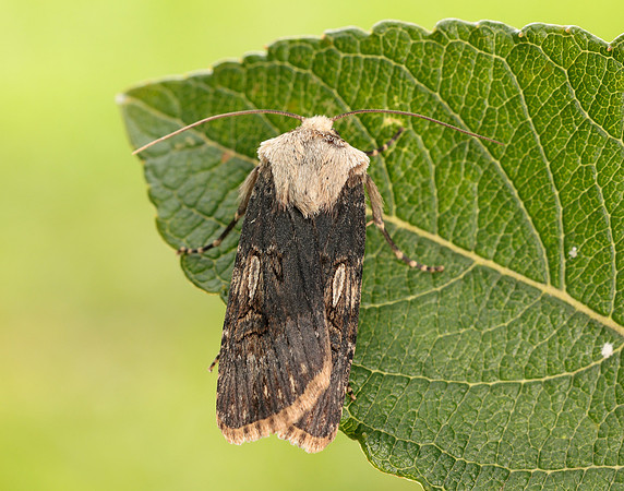 73.325 BF2092 Shuttle-shaped Dart Agrotis puta