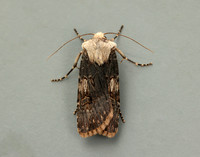 73.325 BF2092 Shuttle-shaped Dart Agrotis puta