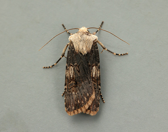 73.325 BF2092 Shuttle-shaped Dart Agrotis puta