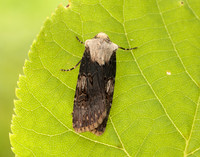 73.325 BF2092 Shuttle-shaped Dart Agrotis puta