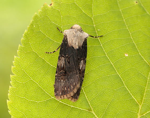 73.325 BF2092 Shuttle-shaped Dart Agrotis puta