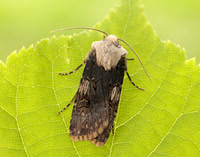 73.325 BF2092 Shuttle-shaped Dart Agrotis puta