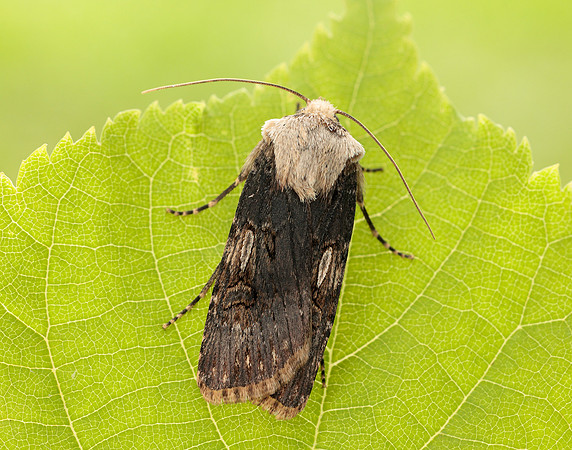 73.325 BF2092 Shuttle-shaped Dart Agrotis puta