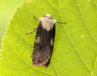 73.325 BF2092 Shuttle-shaped Dart Agrotis puta