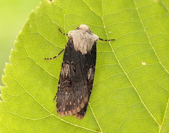 73.325 BF2092 Shuttle-shaped Dart Agrotis puta