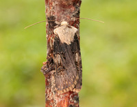 73.325 BF2092 Shuttle-shaped Dart Agrotis puta