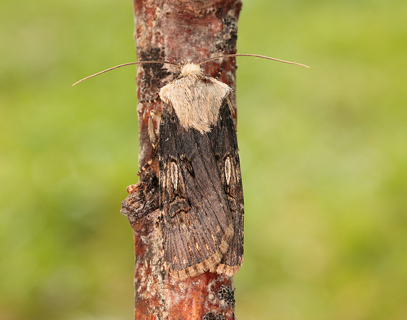 73.325 BF2092 Shuttle-shaped Dart Agrotis puta
