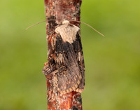 73.325 BF2092 Shuttle-shaped Dart Agrotis puta