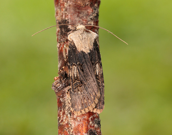 73.325 BF2092 Shuttle-shaped Dart Agrotis puta