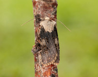 73.325 BF2092 Shuttle-shaped Dart Agrotis puta