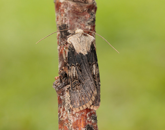 73.325 BF2092 Shuttle-shaped Dart Agrotis puta