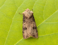 73.325 BF2092 Shuttle-shaped Dart Agrotis puta