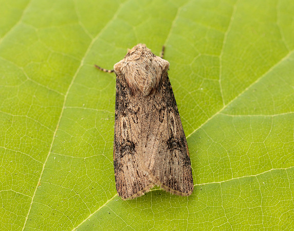 73.325 BF2092 Shuttle-shaped Dart Agrotis puta