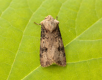 73.325 BF2092 Shuttle-shaped Dart Agrotis puta