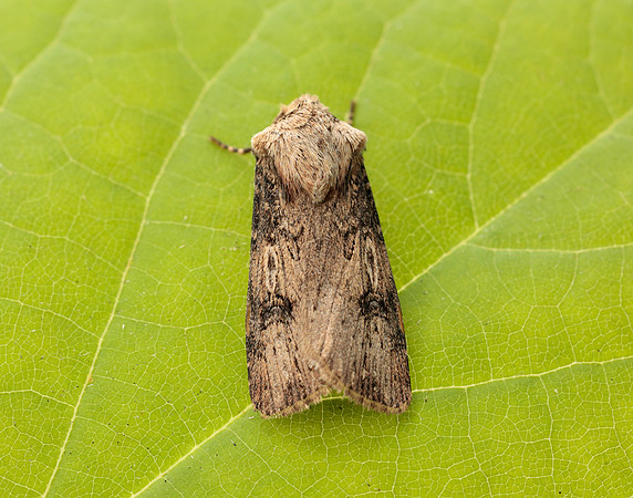 73.325 BF2092 Shuttle-shaped Dart Agrotis puta
