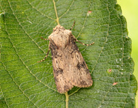 73.325 BF2092 Shuttle-shaped Dart Agrotis puta