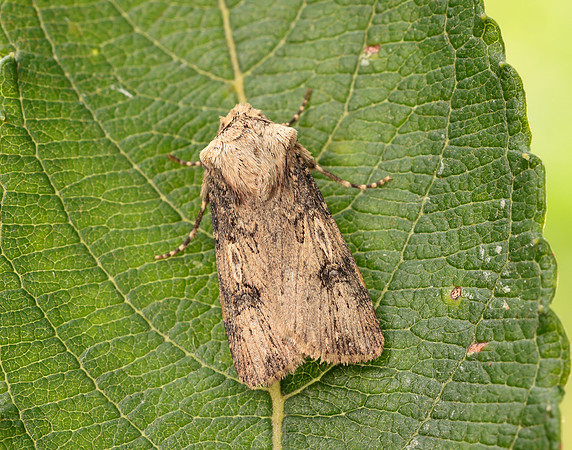 73.325 BF2092 Shuttle-shaped Dart Agrotis puta