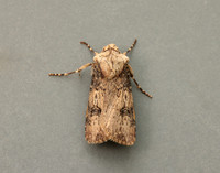 73.325 BF2092 Shuttle-shaped Dart Agrotis puta