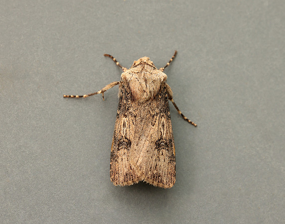 73.325 BF2092 Shuttle-shaped Dart Agrotis puta