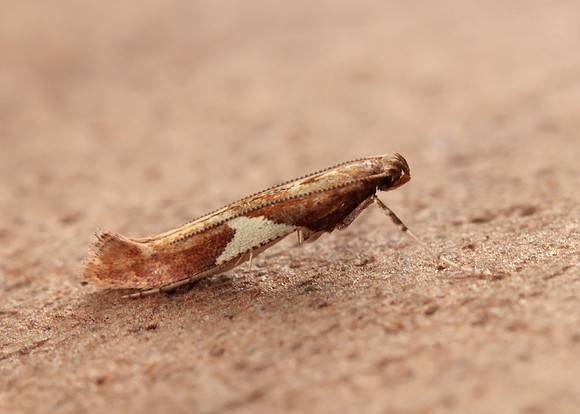 15.010 BF288 Caloptilia stigmatella