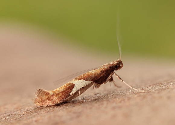 15.010 BF288 Caloptilia stigmatella