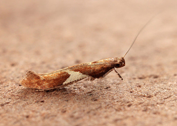 15.010 BF288 Caloptilia stigmatella