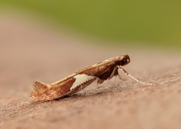 15.010 BF288 Caloptilia stigmatella