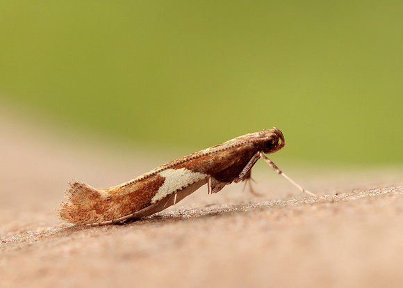 15.010 BF288 Caloptilia stigmatella
