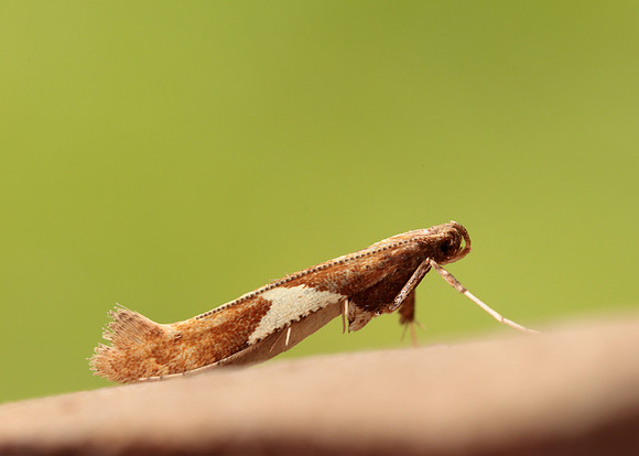 15.010 BF288 Caloptilia stigmatella