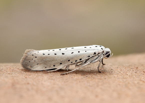 16.005 BF428 Willow Ermine Yponomeuta rorrella