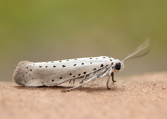 16.005 BF428 Willow Ermine Yponomeuta rorrella