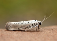 16.005 BF428 Willow Ermine Yponomeuta rorrella