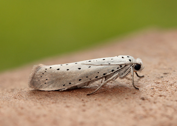 16.005 BF428 Willow Ermine Yponomeuta rorrella