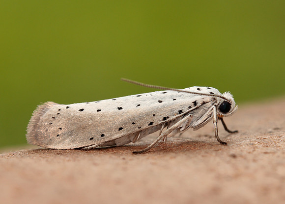 16.005 BF428 Willow Ermine Yponomeuta rorrella