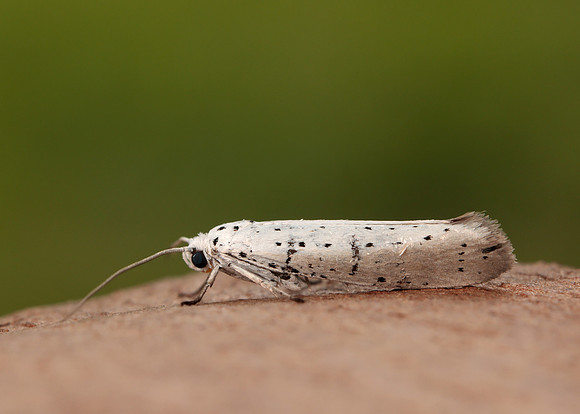 16.005 BF428 Willow Ermine Yponomeuta rorrella